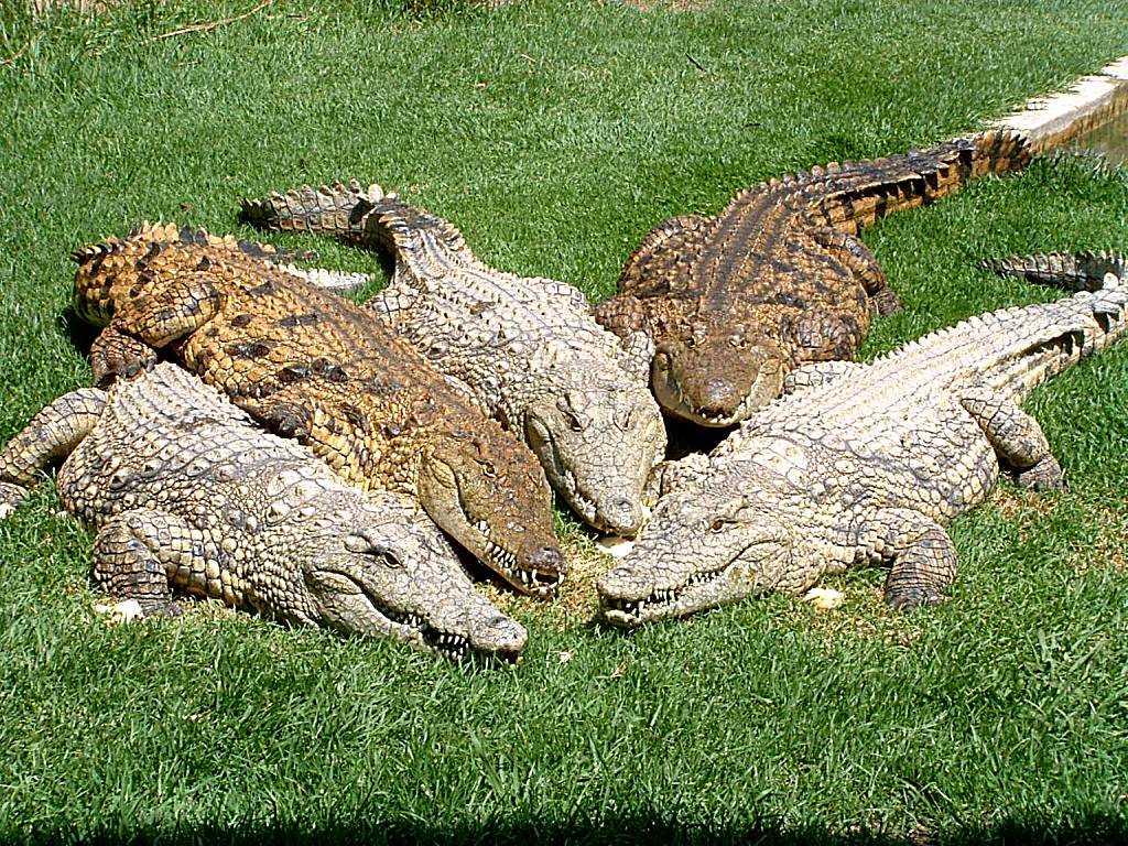 Crocodile Lodge cc