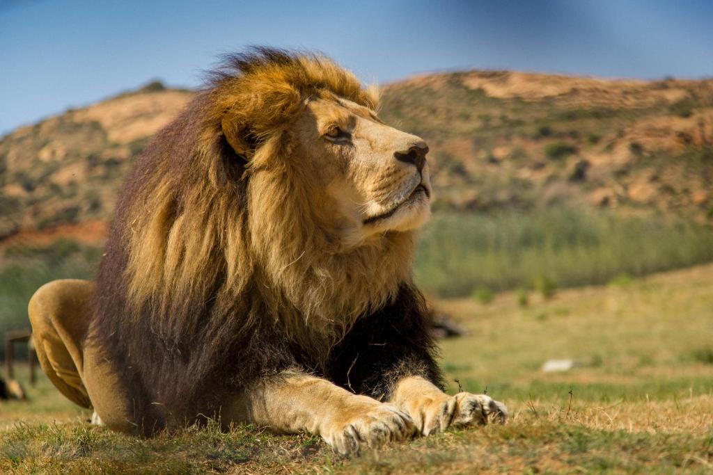 LIONSROCK Big Cat Sanctuary
