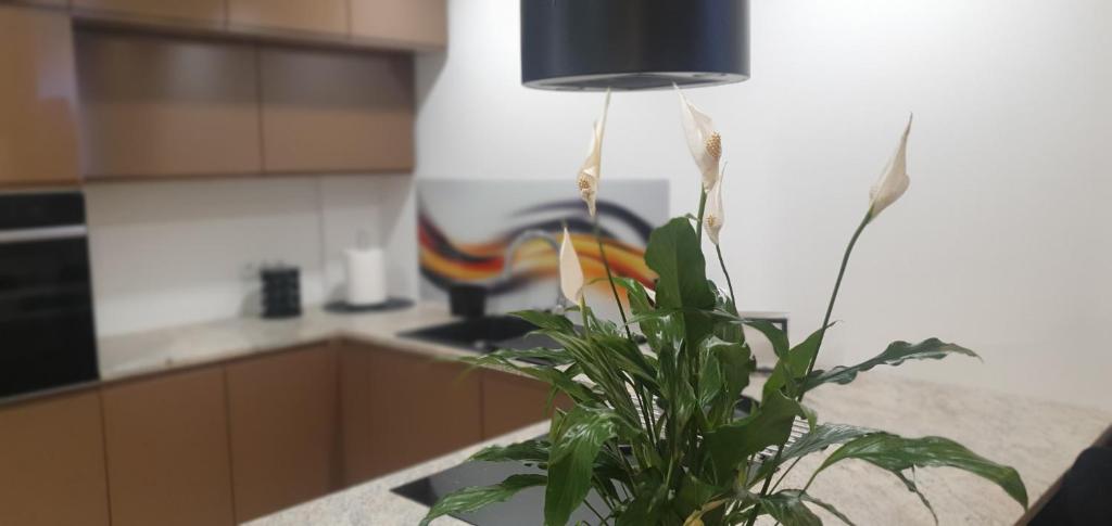 Apartament JB Legnica 56m2 2sypialnie, balkon, parking